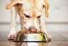 How to Clean and Disinfect Pet Bowls